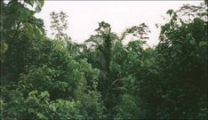 Regenwald